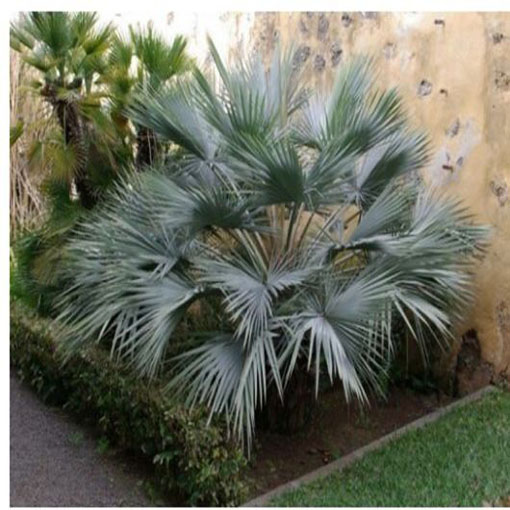 Niebieska palma Brahea, Brahea armata