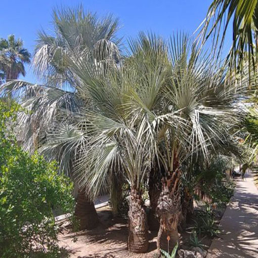 Niebieska palma Brahea, Brahea armata