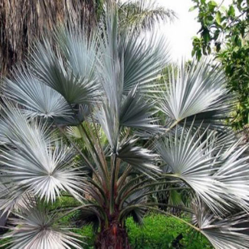 Niebieska palma Brahea, Brahea armata