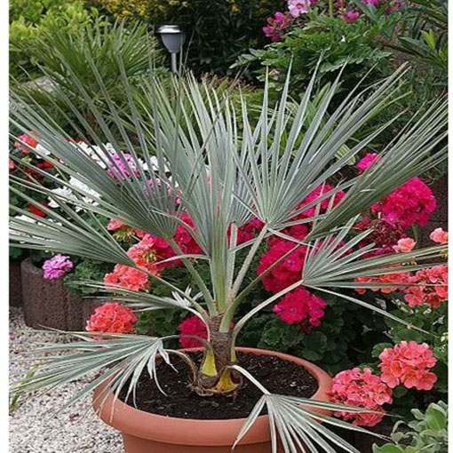 Niebieska palma Brahea, Brahea armata