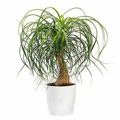  Nolina odgięta Beaucarnea, Beaucarnea (=Nolina) recurvata