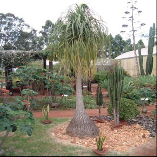  Nolina odgięta Beaucarnea, Beaucarnea (=Nolina) recurvata