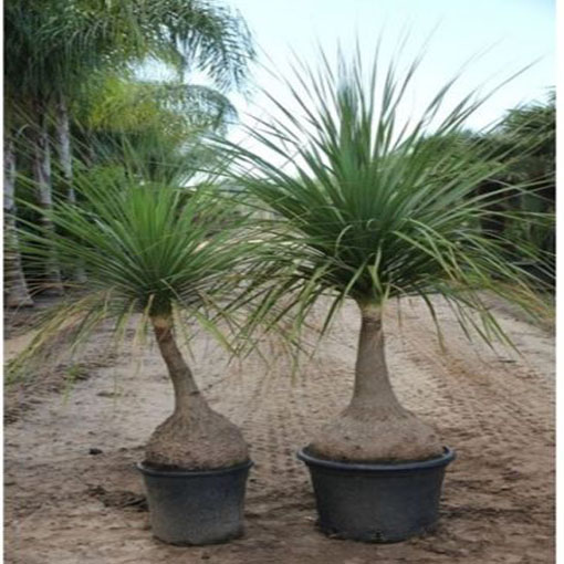  Nolina odgięta Beaucarnea, Beaucarnea (=Nolina) recurvata