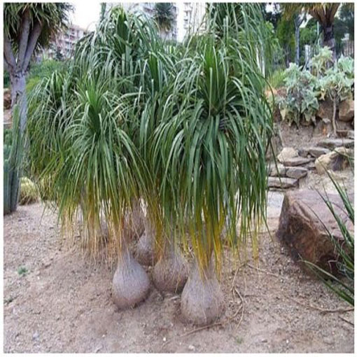  Nolina odgięta Beaucarnea, Beaucarnea (=Nolina) recurvata