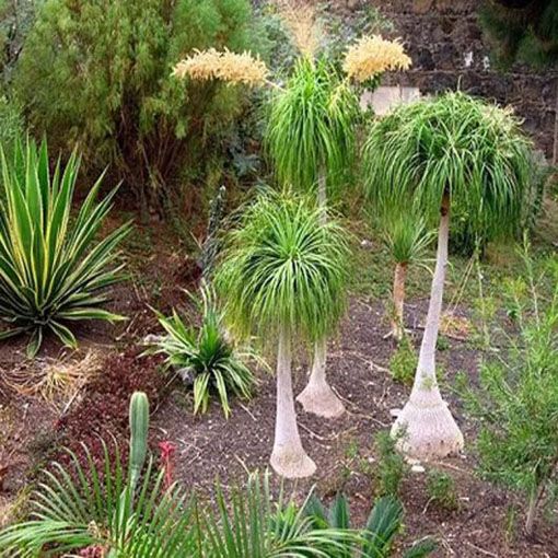  Nolina odgięta Beaucarnea, Beaucarnea (=Nolina) recurvata