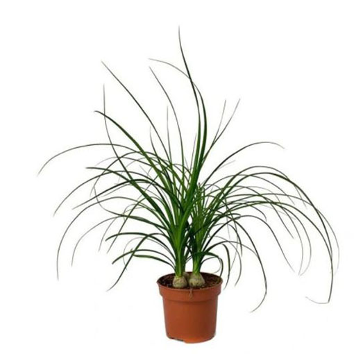  Nolina odgięta Beaucarnea, Beaucarnea (=Nolina) recurvata