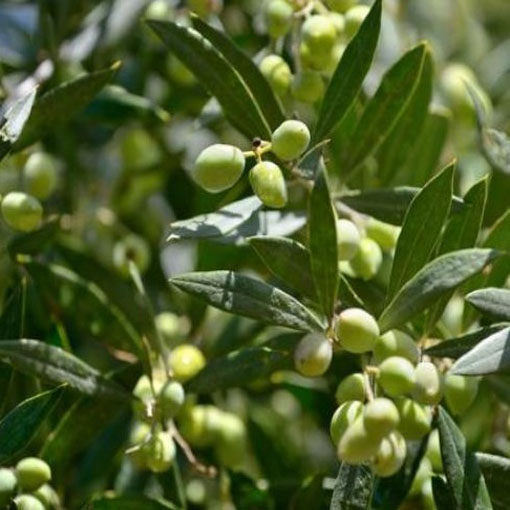 Oliwka europejska, Olea europea