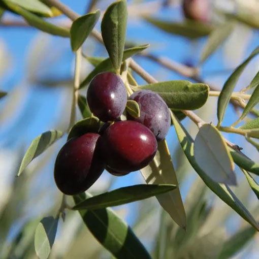 Oliwka europejska, Olea europea