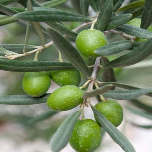 Oliwka europejska, Olea europea