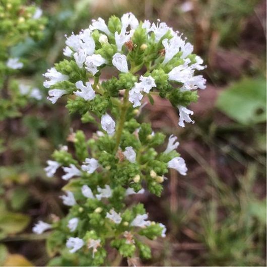nasiona Oregano greckie białe Origanum
