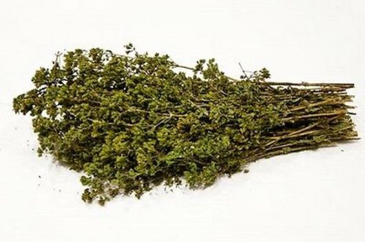 nasiona Oregano greckie białe Origanum