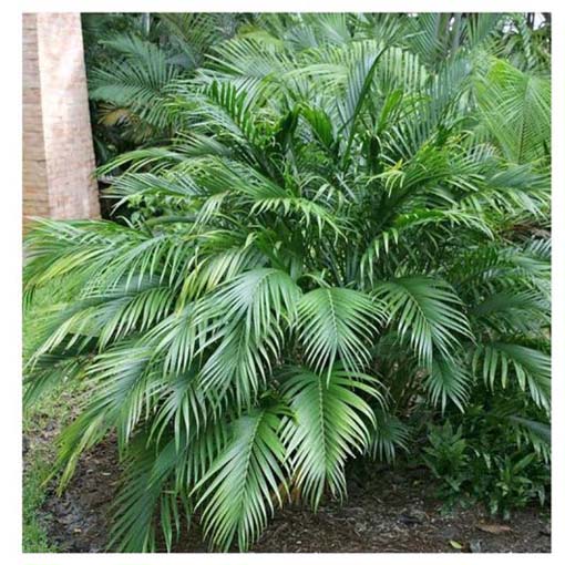 Palma bambusowa Chamaedorea, Chamaedorea seifritzii