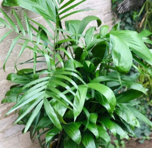 Palma bambusowa Chamaedorea, Chamaedorea seifritzii