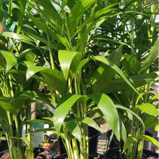 Palma bambusowa Chamaedorea, Chamaedorea seifritzii