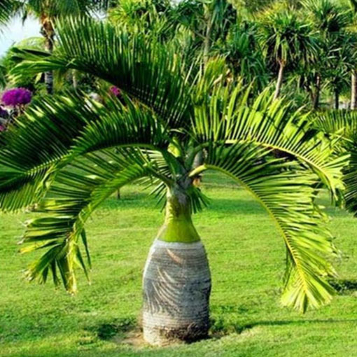 Palma butelkowa, Hyophorbe lagenicaulis