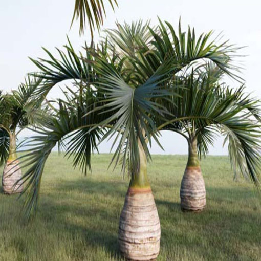 Palma butelkowa, Hyophorbe lagenicaulis