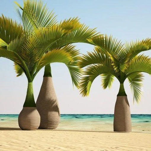 Palma butelkowa, Hyophorbe lagenicaulis