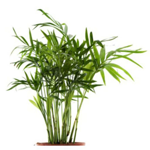 Palma koralowa Chamaedora, Chamaedora elegans