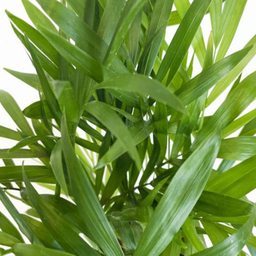 Palma koralowa Chamaedora, Chamaedora elegans