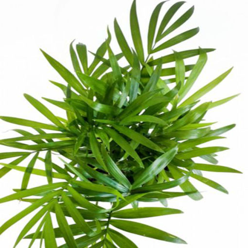 Palma koralowa Chamaedora, Chamaedora elegans