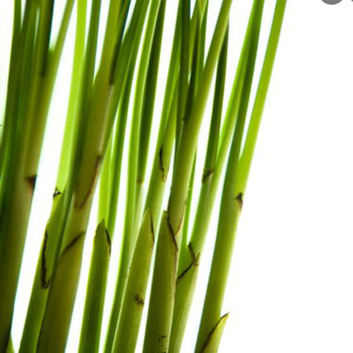 Palma koralowa Chamaedora, Chamaedora elegans