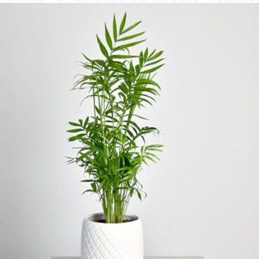 Palma koralowa Chamaedora, Chamaedora elegans