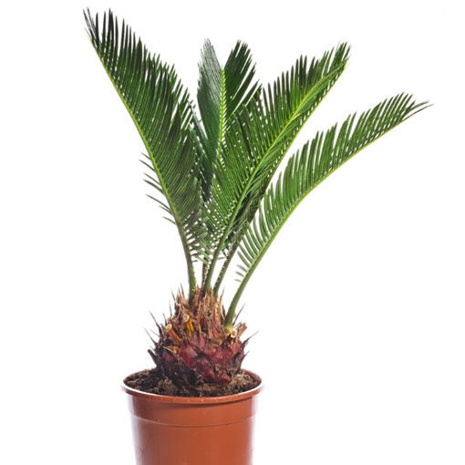 Palma królewska, Phoenix canariensis