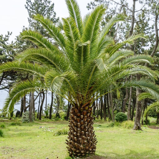 Palma królewska, Phoenix canariensis