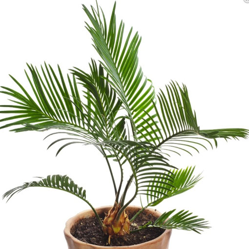 Palma królewsk, Phoenix canariensis