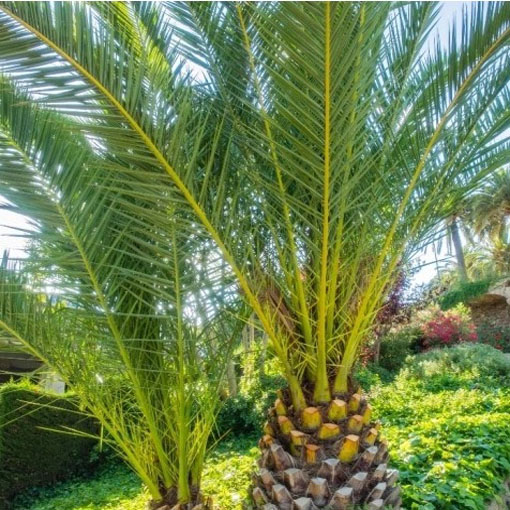 Palma królewska, Phoenix canariensis