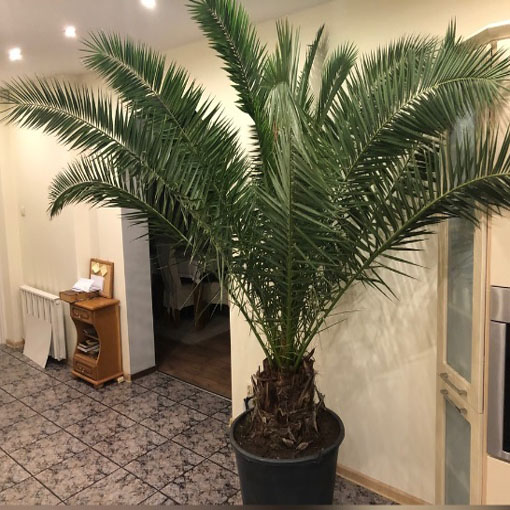 Palma królewska, Phoenix canariensis