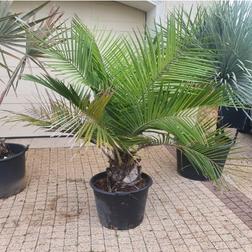 Palma miodowa, Jubaea chilensis