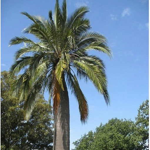 Palma miodowa, Jubaea chilensis