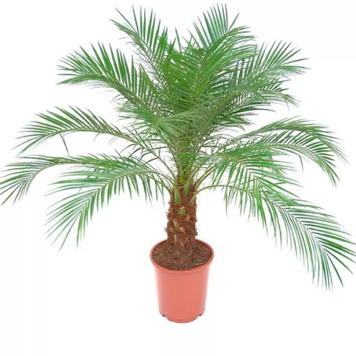 Palma pigmej, Phoenix roebelenii