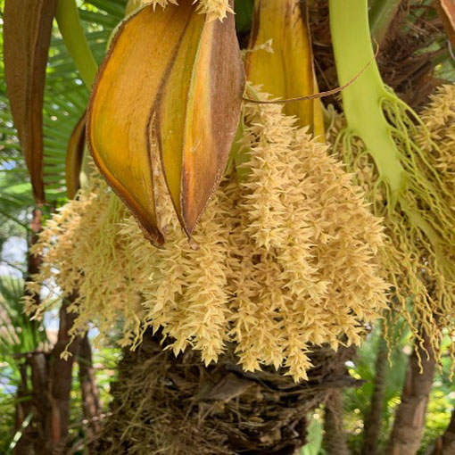 Palma pigmej, Phoenix roebelenii