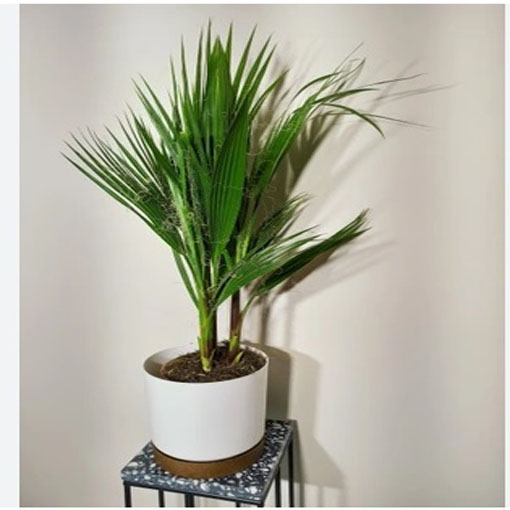 Palma pigmej, Phoenix roebelenii