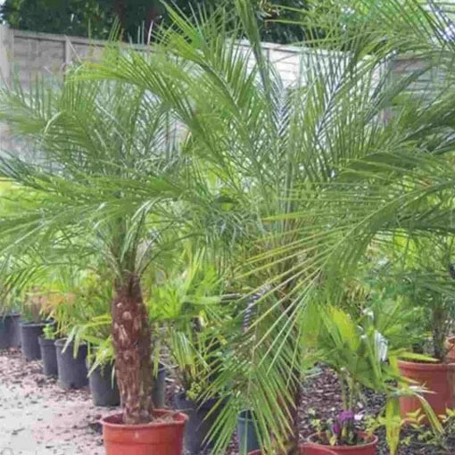 Palma pigmej, Phoenix roebelenii