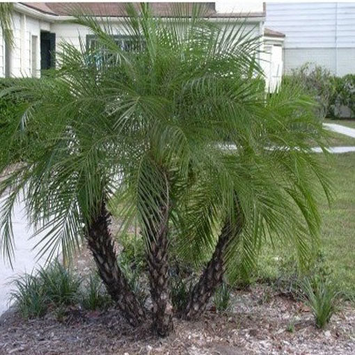 Palma pigmej, Phoenix roebelenii