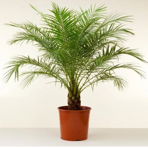 Palma pigmej, Phoenix roebelenii