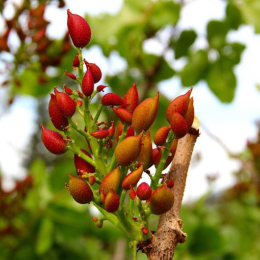 Pistacja chińska, Pistacia chinensis