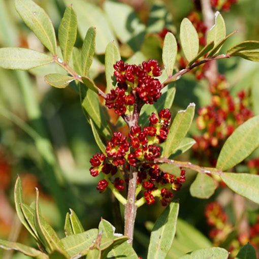 Pistacja chińska, Pistacia chinensis