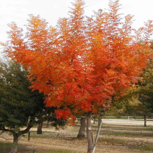 Pistacja chińska, Pistacia chinensis