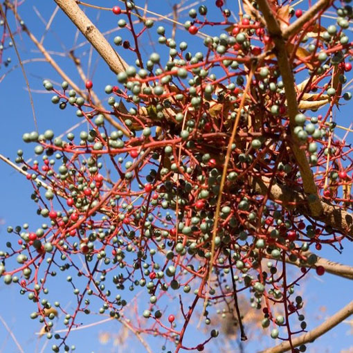 Pistacja chińska, Pistacia chinensis