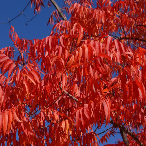 Pistacja chińska, Pistacia chinensis