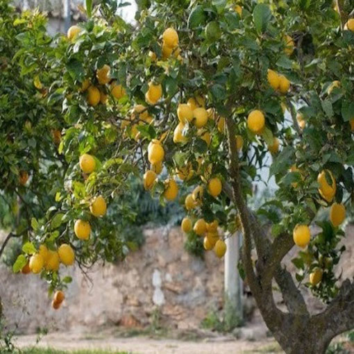 Pomarańcza trójlistkowa, Poncirus trifoliata