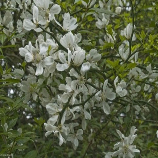 Pomarańcza trójlistkowa, Poncirus trifoliata