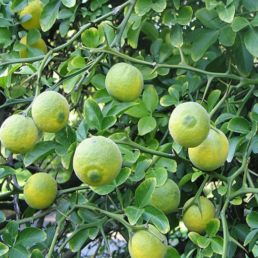 Pomarańcza trójlistkowa, Poncirus trifoliata