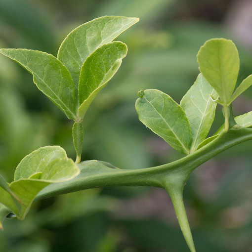 Pomarańcza trójlistkowa, Poncirus trifoliata
