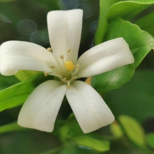Pomarańczo-jaśmin, Murraya panniculata