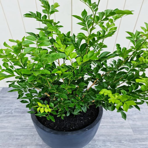 Pomarańczo-jaśmin, Murraya panniculata